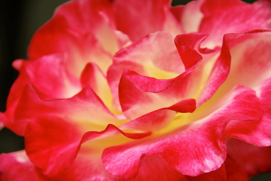 Pink Yellow Rose Close Up Photograph