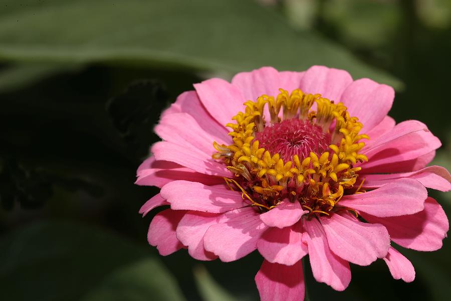 Pink Zinnia Flower #1 Photograph by Mingming Jiang