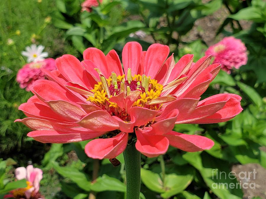 Pink Zinnia Flower Photograph by Chad and Stacey Hall