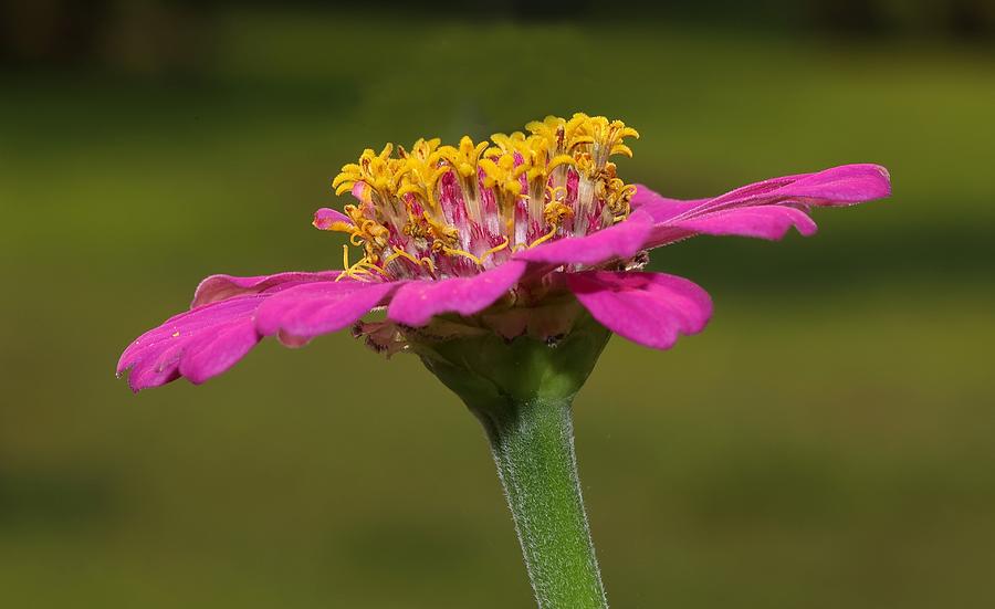 Pink Zinnia Flower Photograph by Mingming Jiang