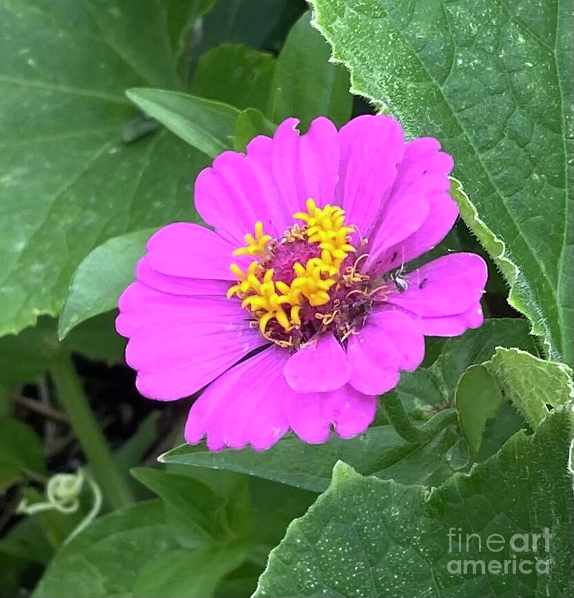 Pink Zinnia from Garden Photograph by Janette Boyd