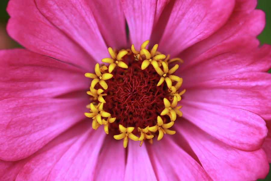 Pink Zinnia Macro Photograph by Stamp City - Fine Art America