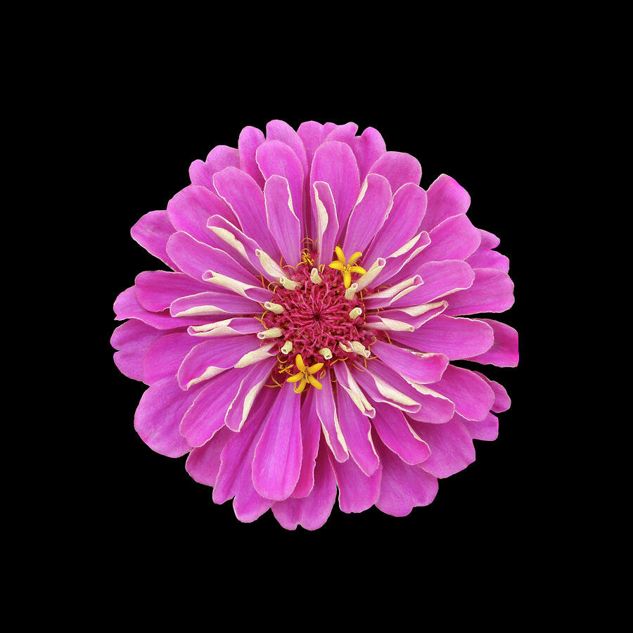 Pink Zinnia on Black Square Photograph by Patti Deters