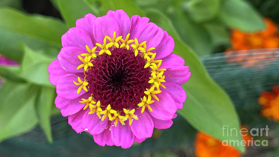 Pink Zinnia With Pollen 1072 Photograph by Jack Schultz