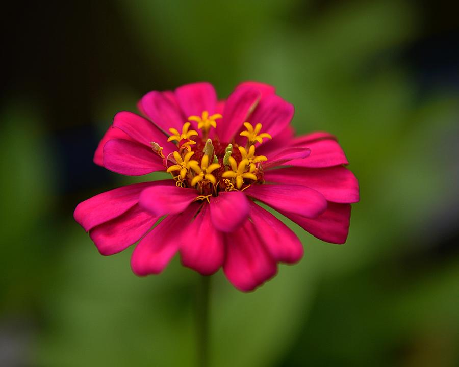 Pink Zinnia Photograph by Barbara King - Fine Art America