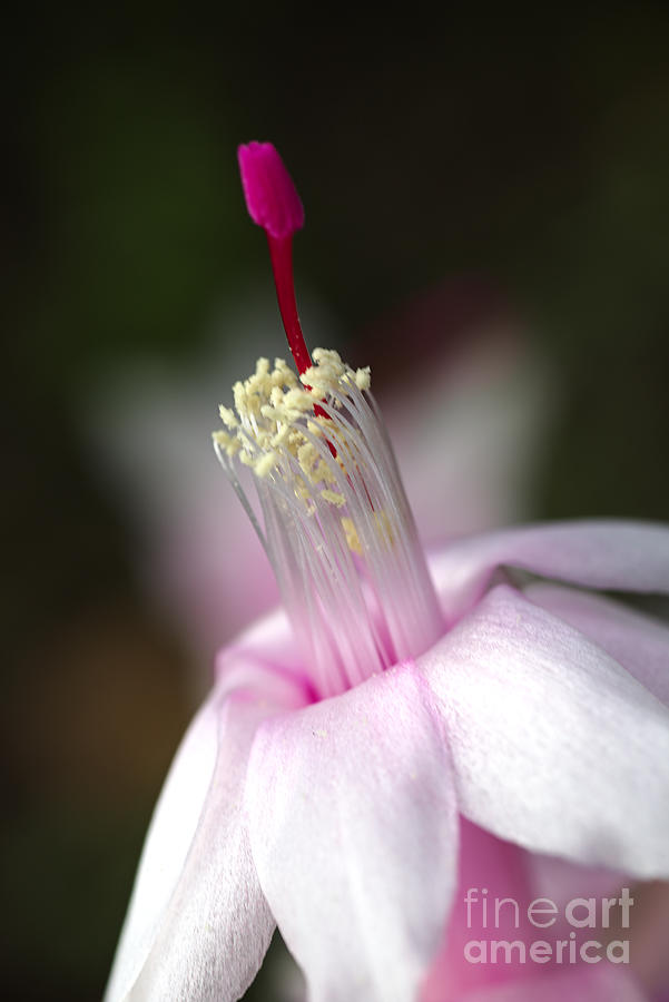 Nature Photograph - Pink Zygocactus by Joy Watson