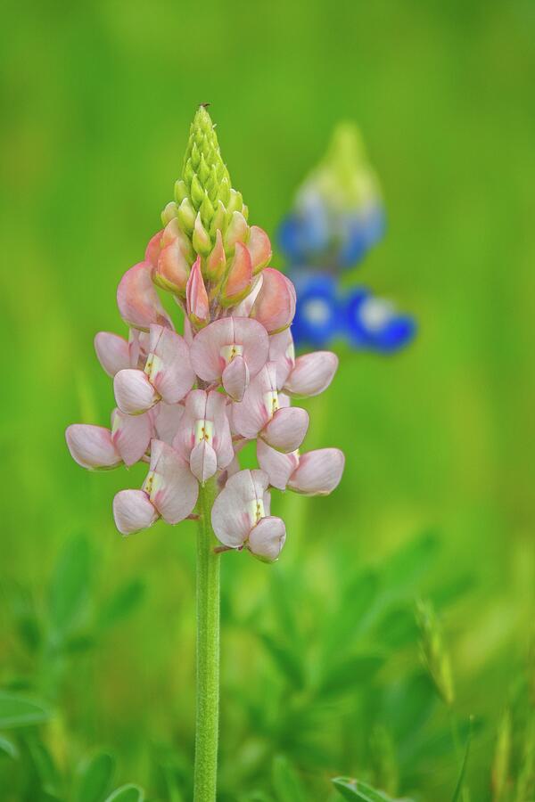 Nature Photograph - Pinkbonnet Perfection by Lynn Bauer