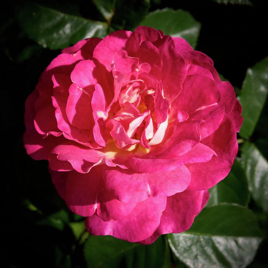 Flowers Still Life Photograph - Pinker than pink. Rosegarden series by Jouko Lehto