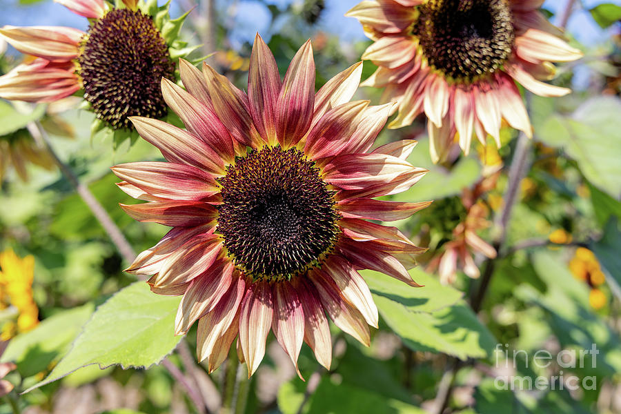 Pinkish Cream Sunflower Photograph by Vivian Krug Cotton