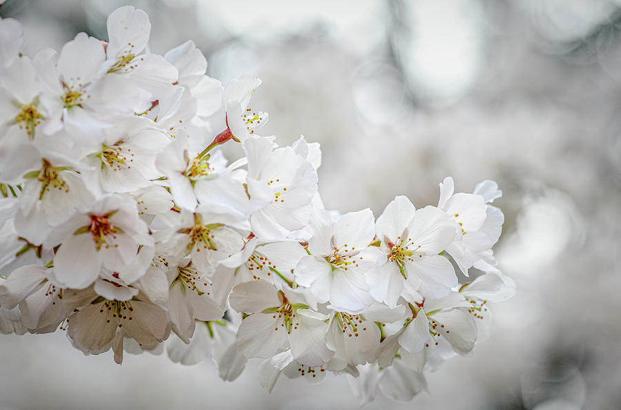 Pinkish White Cherry Blossoms Photograph by Darryl Brooks