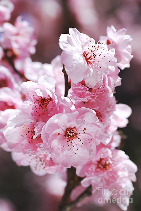Pinks of Blossom Prunus Photograph by Joy Watson