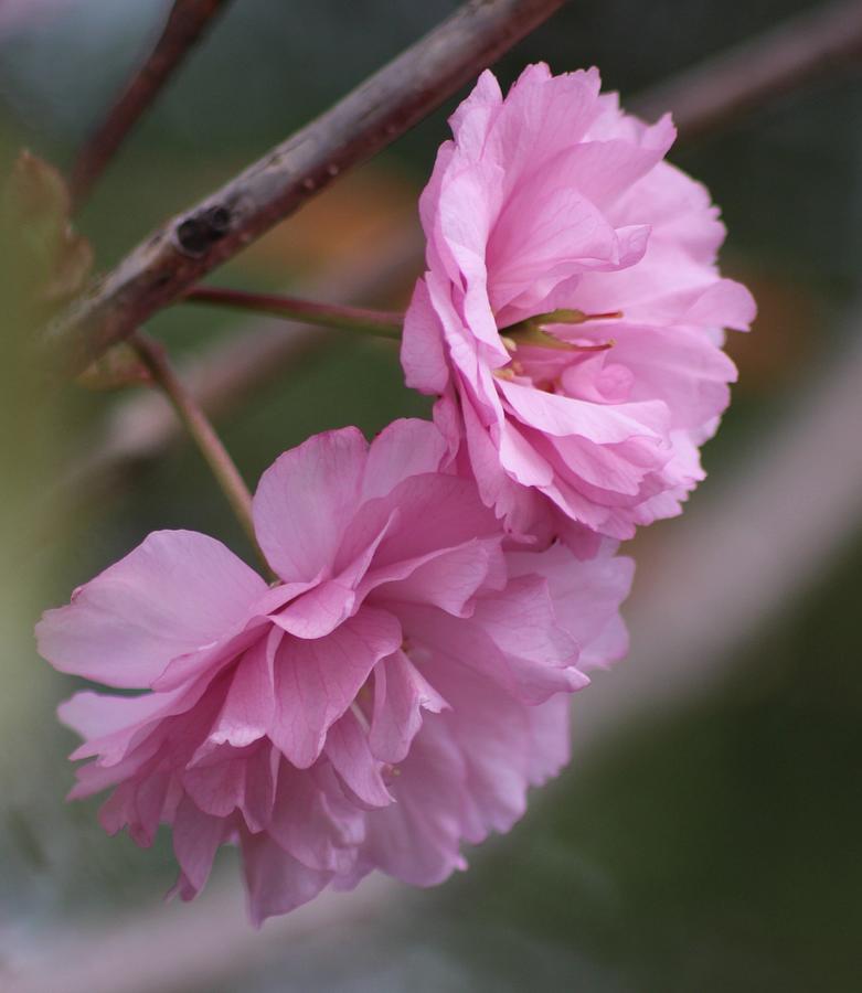 Pinks Photograph by Robin Gutkin - Fine Art America