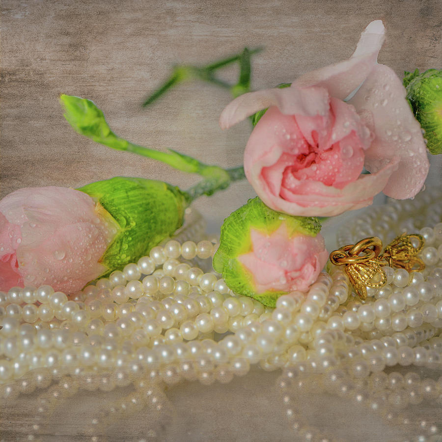 Pink Rose and Pearls Photograph by Cordia Murphy