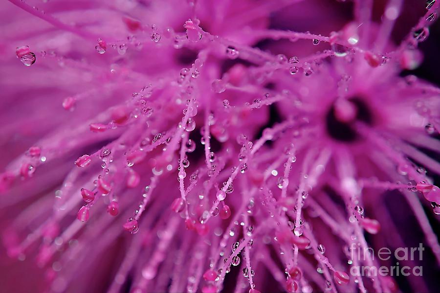 Pinky Droplets Photograph by Michelle Meenawong