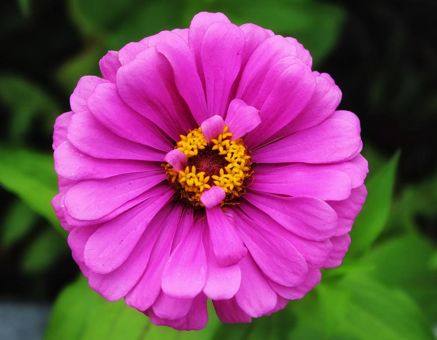 Pinky Purply Flower Photograph by Caren Aronson - Fine Art America