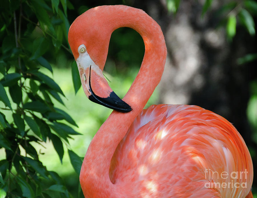 Pinky the Pink Flamingo Coastal Animal / Wildlife Photograph Photograph by PIPA Fine Art - Simply Solid