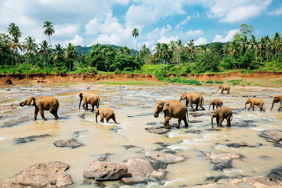 Pinnawala elephant orphanage, Sri Lanka. Photograph by Danilovi