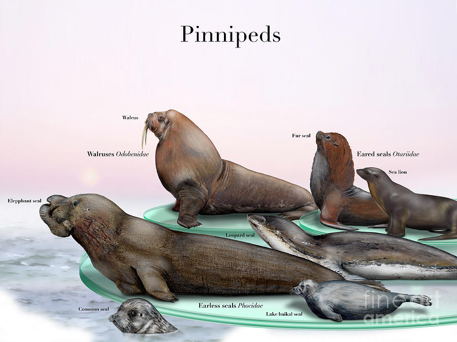 Pinnipeds - Seals and Walruses Odobenidae - Eared seals Otariidae -  Earless seals Phocidae Painting by Urft Valley Art  Matt J G  Maassen-Pohlen