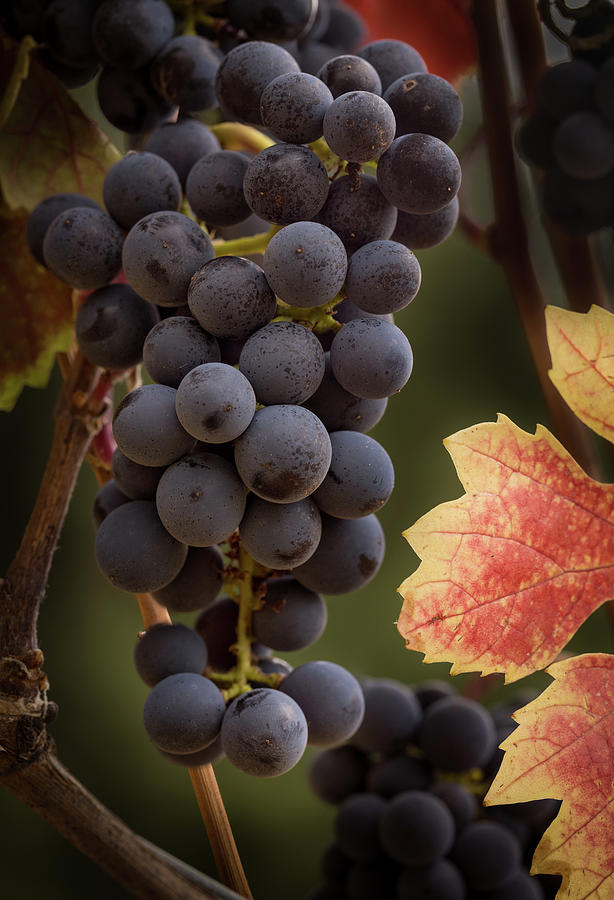 Pinot Grapes with Fall Color Photograph by Jean Noren