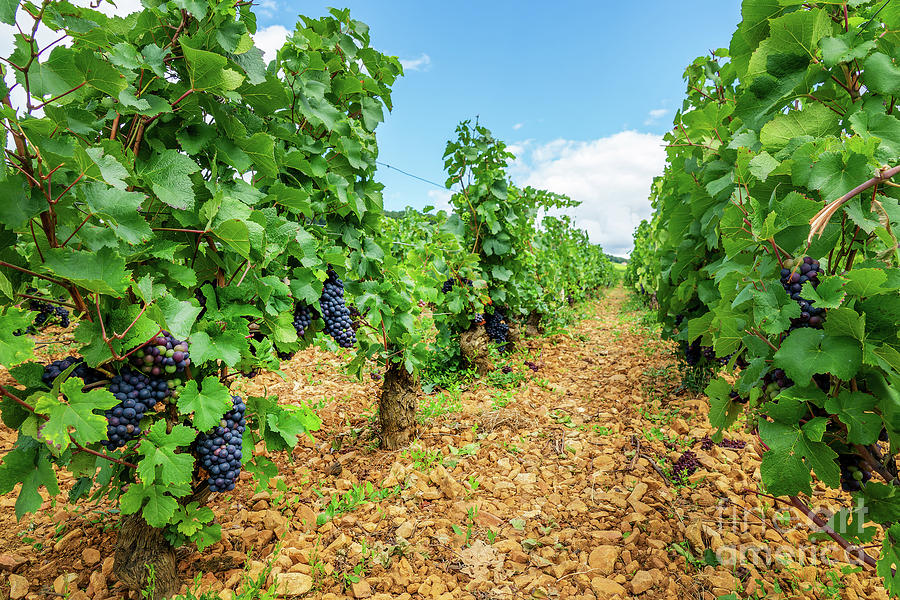 Pinot noir grapes vineyard in Burgundy, France Photograph by Delphimages Photo Creations