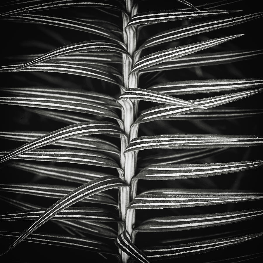 Pinstripes Photograph by Gary Geddes