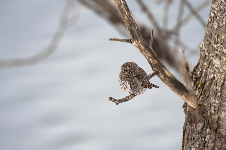 Owl Photograph - Pint-Sized Pipsqueak by Joy McAdams