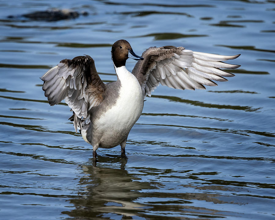 Pintail Commander Photograph by Jaki Miller