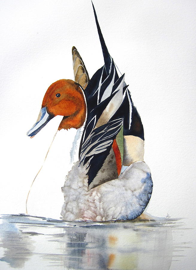 Pintail Painting by Dominique Bachelet