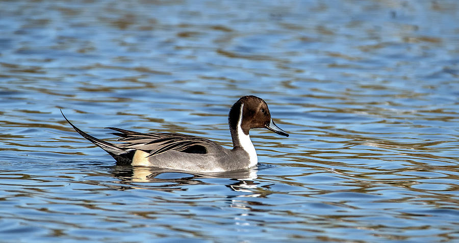 Pintail Duck 4991-010521-2 Photograph by Tam Ryan
