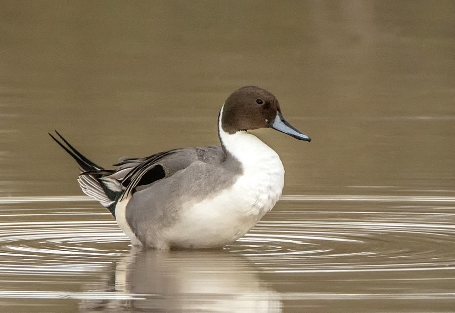 Pintail Duck 7108-012221 Photograph by Tam Ryan