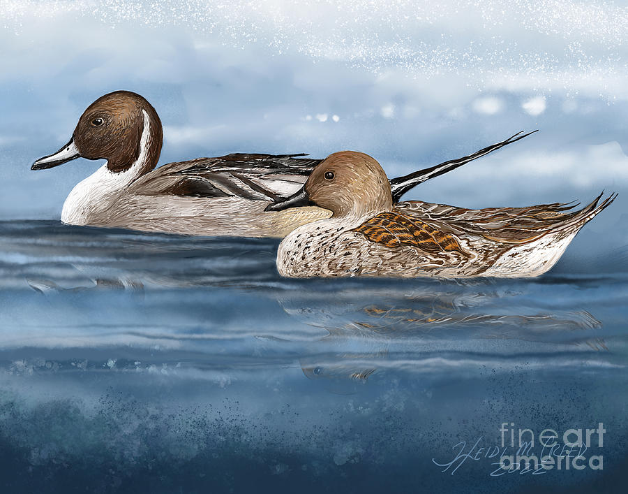 Pintail Ducks Drawing by Heidi Creed - Pixels