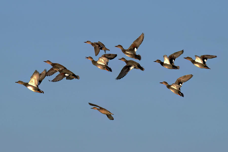 Pintail Flock Photograph by Flinn Hackett