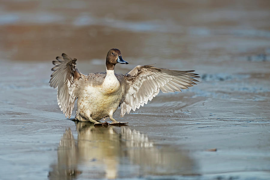 Pintail ice landing Photograph by Terry Dadswell