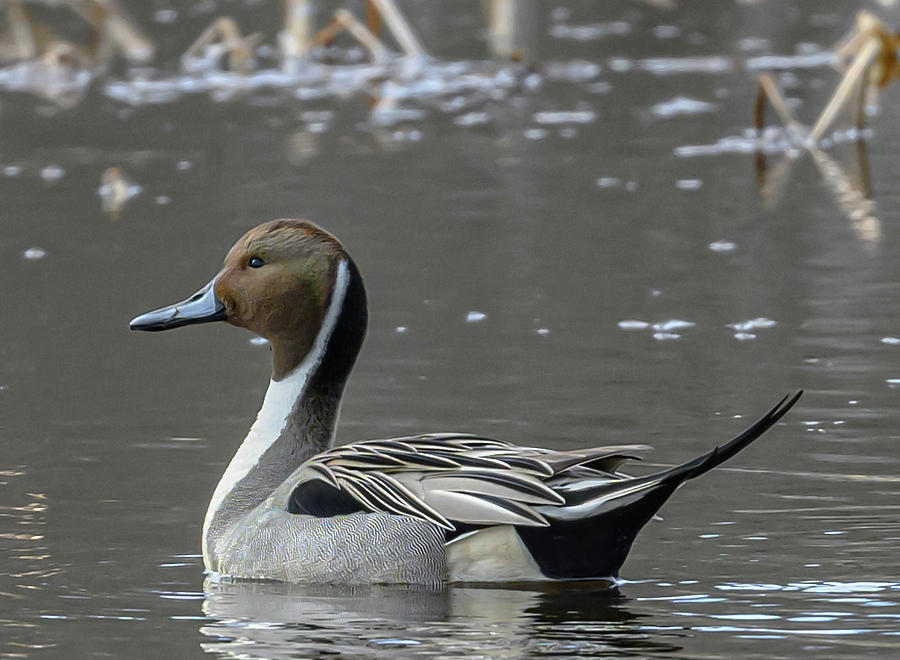 Pintail in its glory Photograph by Brian Shoemaker