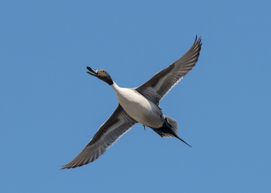 Pintail Overhead Photograph by Loree Johnson