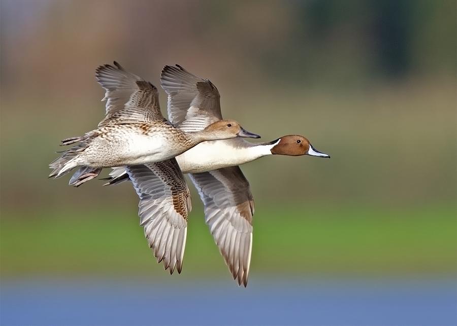 Geese Photograph - Pintail Pair by David Golding