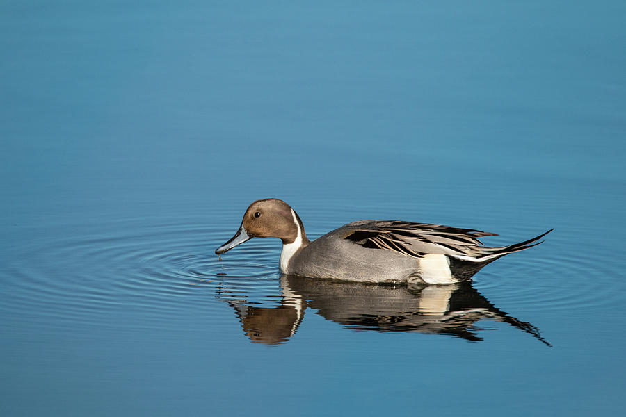 Pintail Reflections Photograph by Kristia Adams