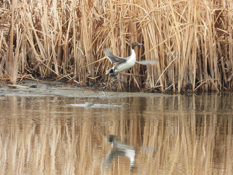 Pintail Takeoff Photograph by Amanda R Wright