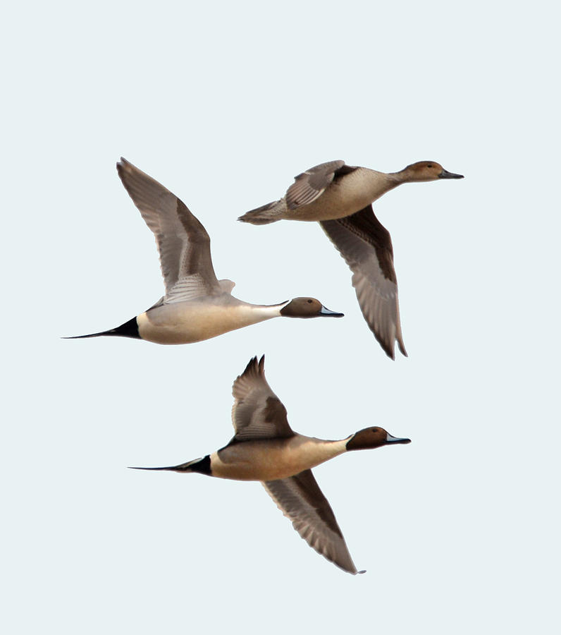 Pintail Trio Photograph by Whispering Peaks Photography