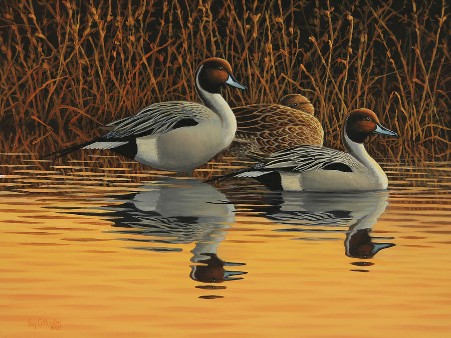 Pintails at Dusk Painting by Guy Crittenden