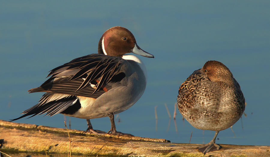 Pintails Photograph by Floyd Hopper