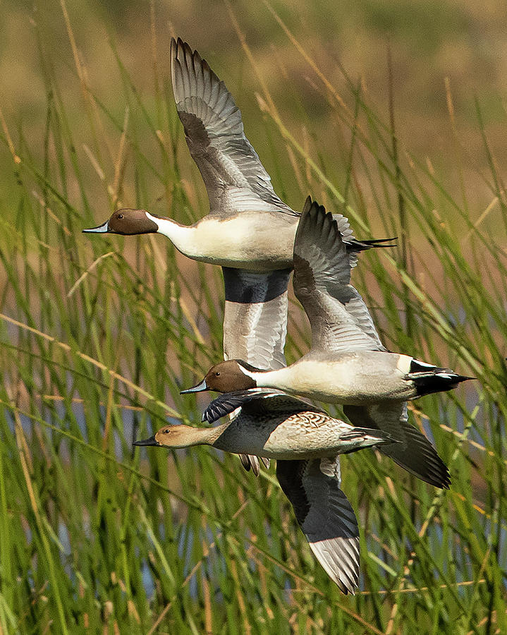 Pintails Photograph by Jim E Johnson