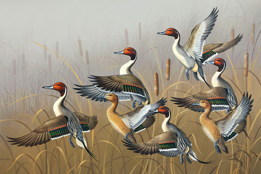 Pintail Painting - Pintails Rising by Guy Crittenden