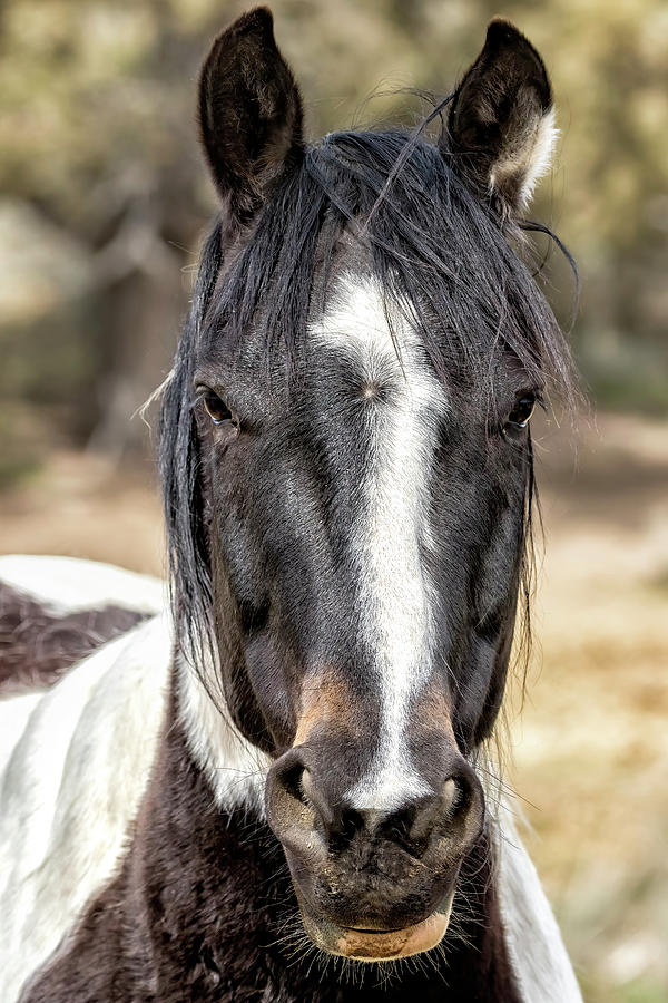 Pinto Beauty - BLM Corrals Photograph by Belinda Greb
