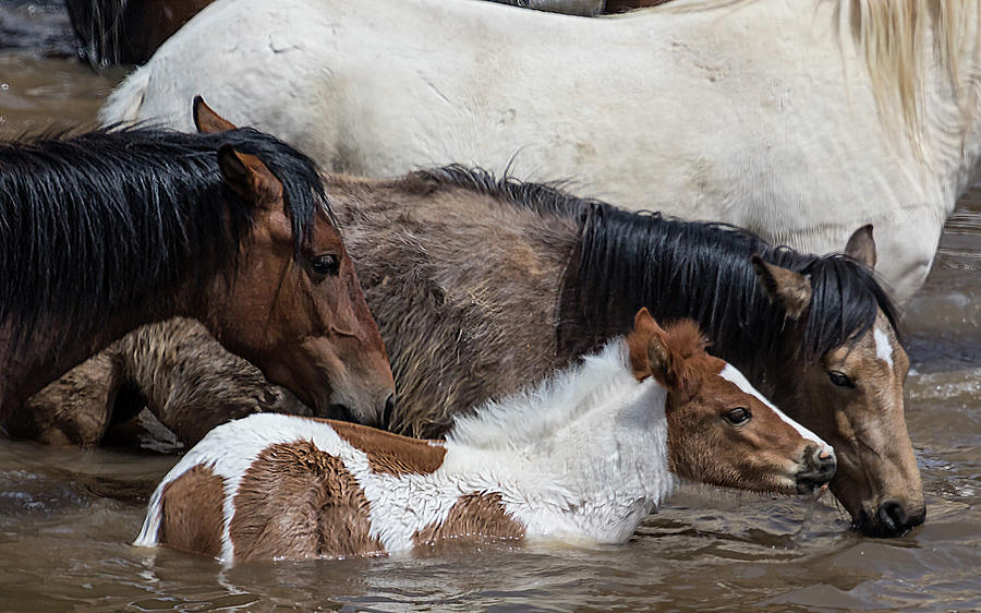 Pinto Foal Enjoying a Dip - South Steens Mustangs Photograph by Belinda Greb