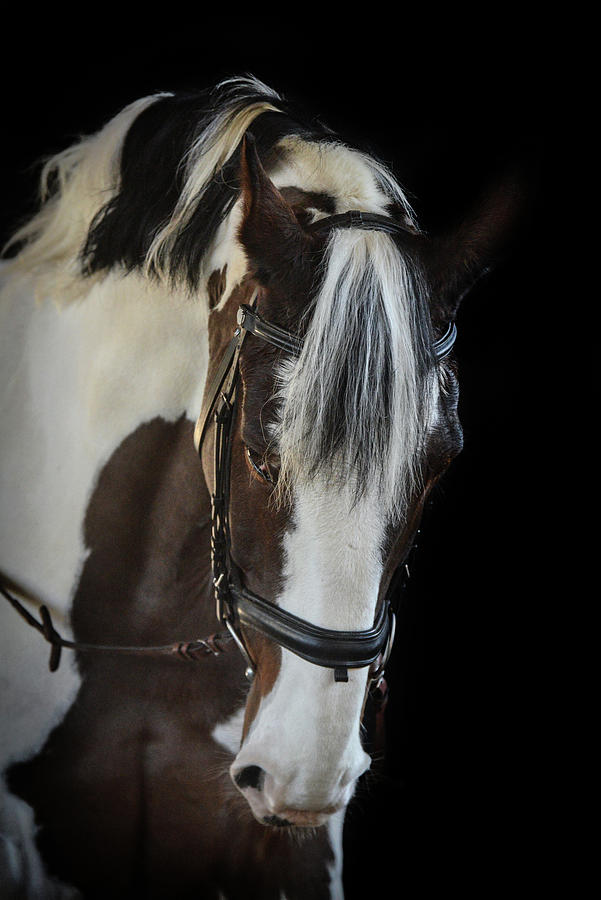 Pinto horse Photograph by Mariana Gkliati | Fine Art America