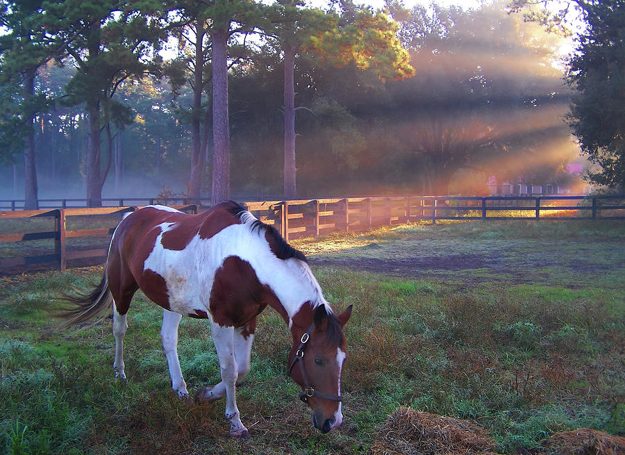 Pinto in a Paddock at Daybreak Photograph by Jerry Griffin