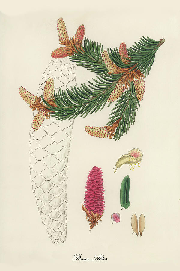 Nature Digital Art - Pinus Abies - Norway Spruce -  Medical Botany - Vintage Botanical Illustration - Plants and Herbs by Studio Grafiikka