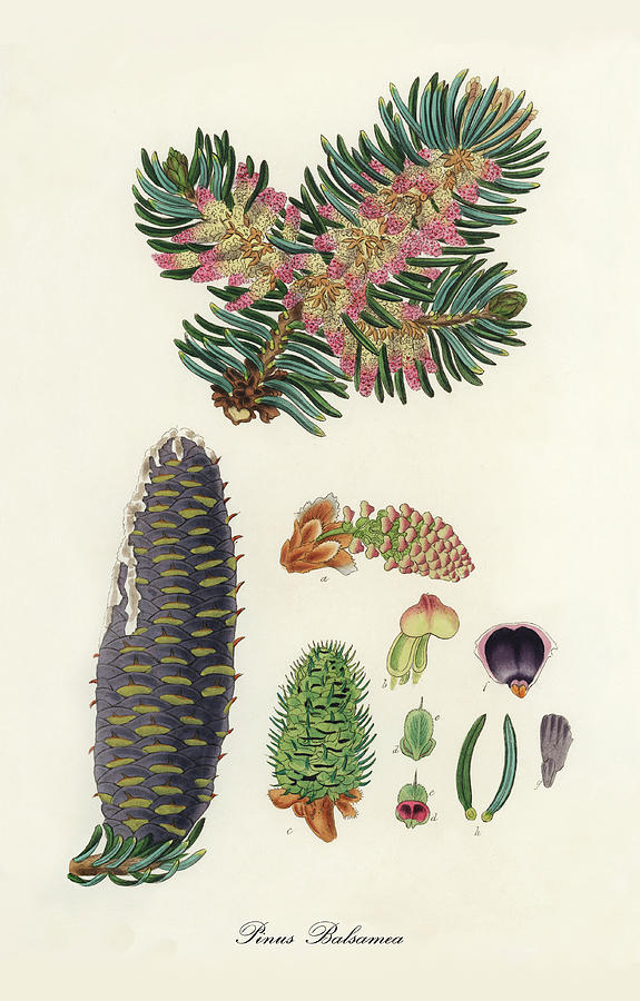 Nature Digital Art - Pinus Balsamea - Balsam Fir -  Medical Botany - Vintage Botanical Illustration - Plants and Herbs by Studio Grafiikka
