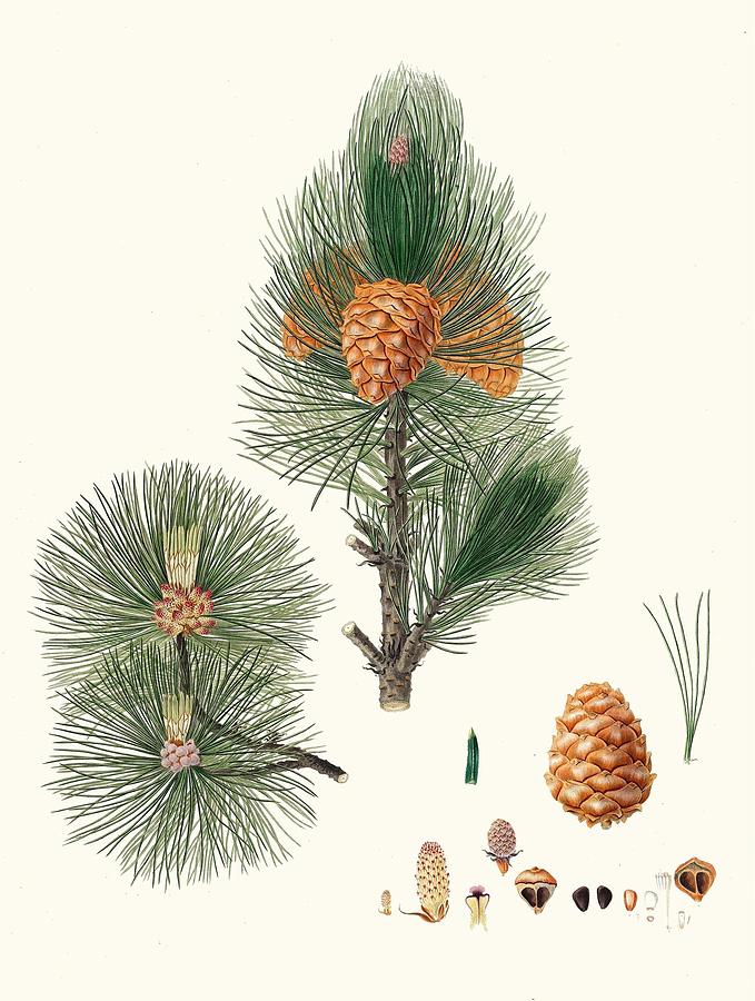 Pinus cembra Siberian stone pine Painting by Aylmer Bourke Lambert English